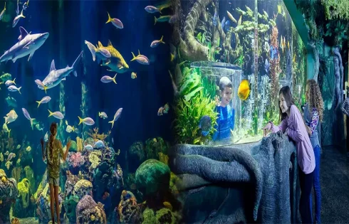 Exploring the Wonders of Wildlife: Kid-Friendly Zoos and Aquariums with Animal Encounters