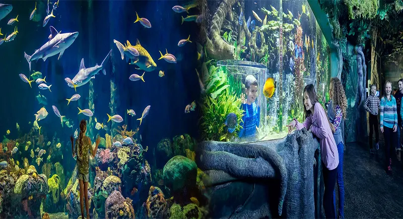 Exploring the Wonders of Wildlife: Kid-Friendly Zoos and Aquariums with Animal Encounters